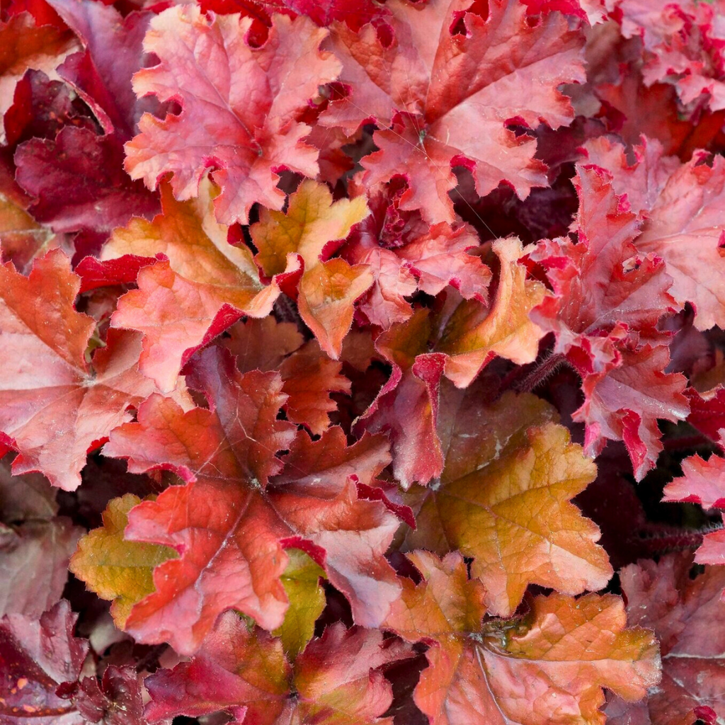 Heuchera ‘Boysenberry’ — Hardy Perennial, 2L Pot