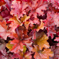 Heuchera ‘Boysenberry’ — Hardy Perennial, 2L Pot