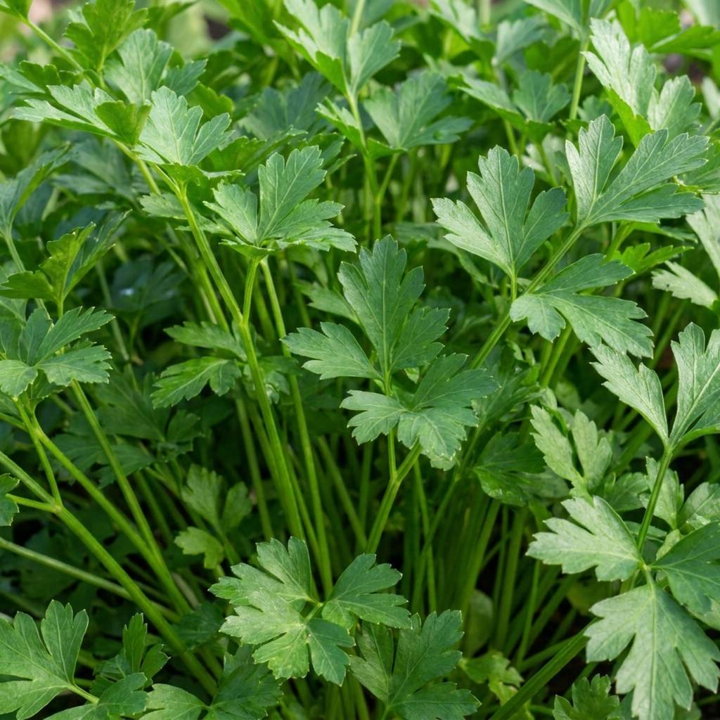 Parsley 'Italian Flat Leaf' — Biennial Herb, 1L Pot (Set of 3 or 6)