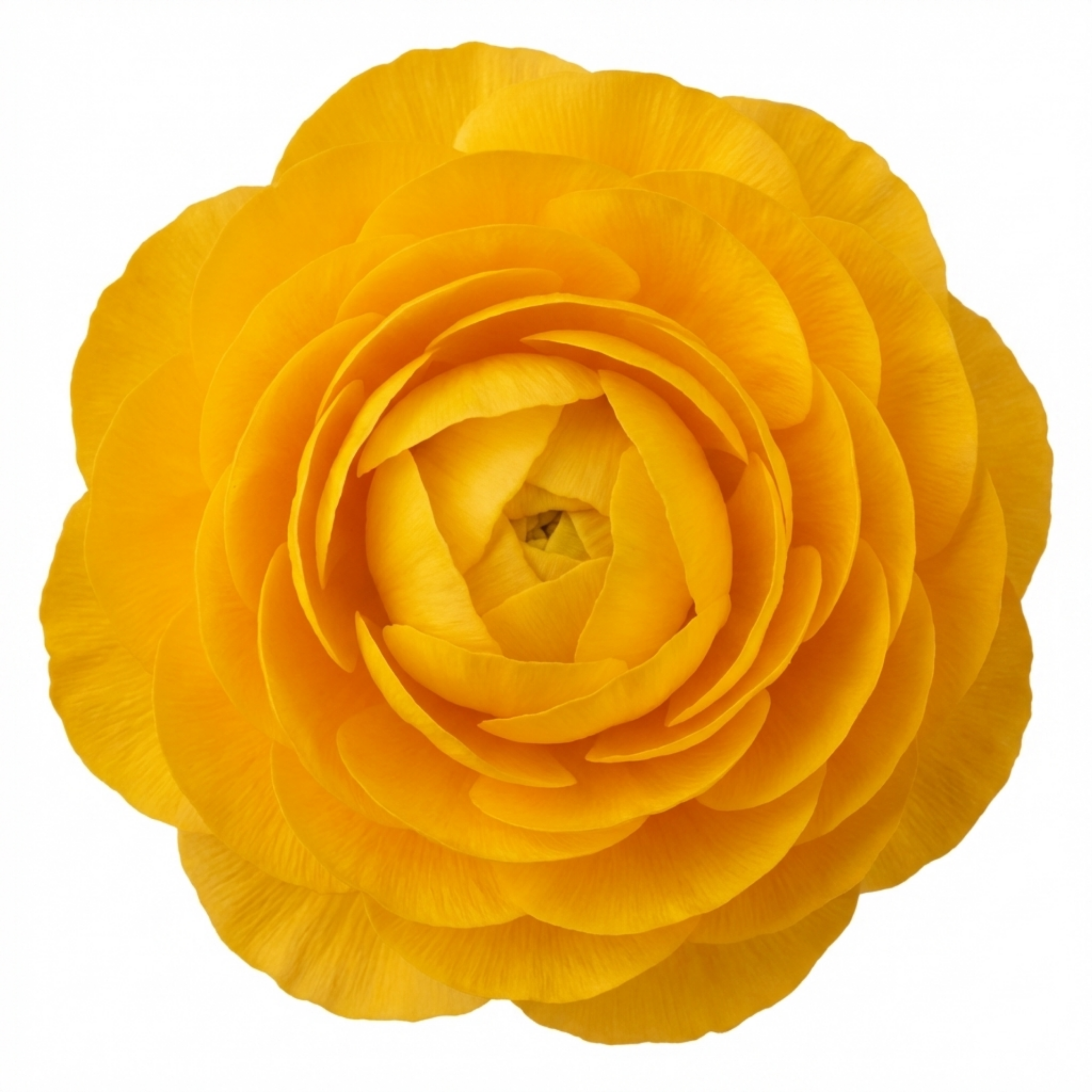 Ranunculus ‘Vortex Golden Yellow’ — Tuberous Herbaceous Perennial, Bee-Friendly, 2L Pot