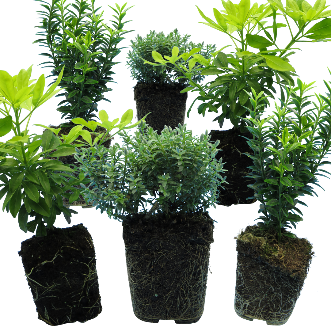 Evergreen Shrub Trio — Curated 3-Plant Set (Euonymus, Choisya, Hebe), 13cm Pots