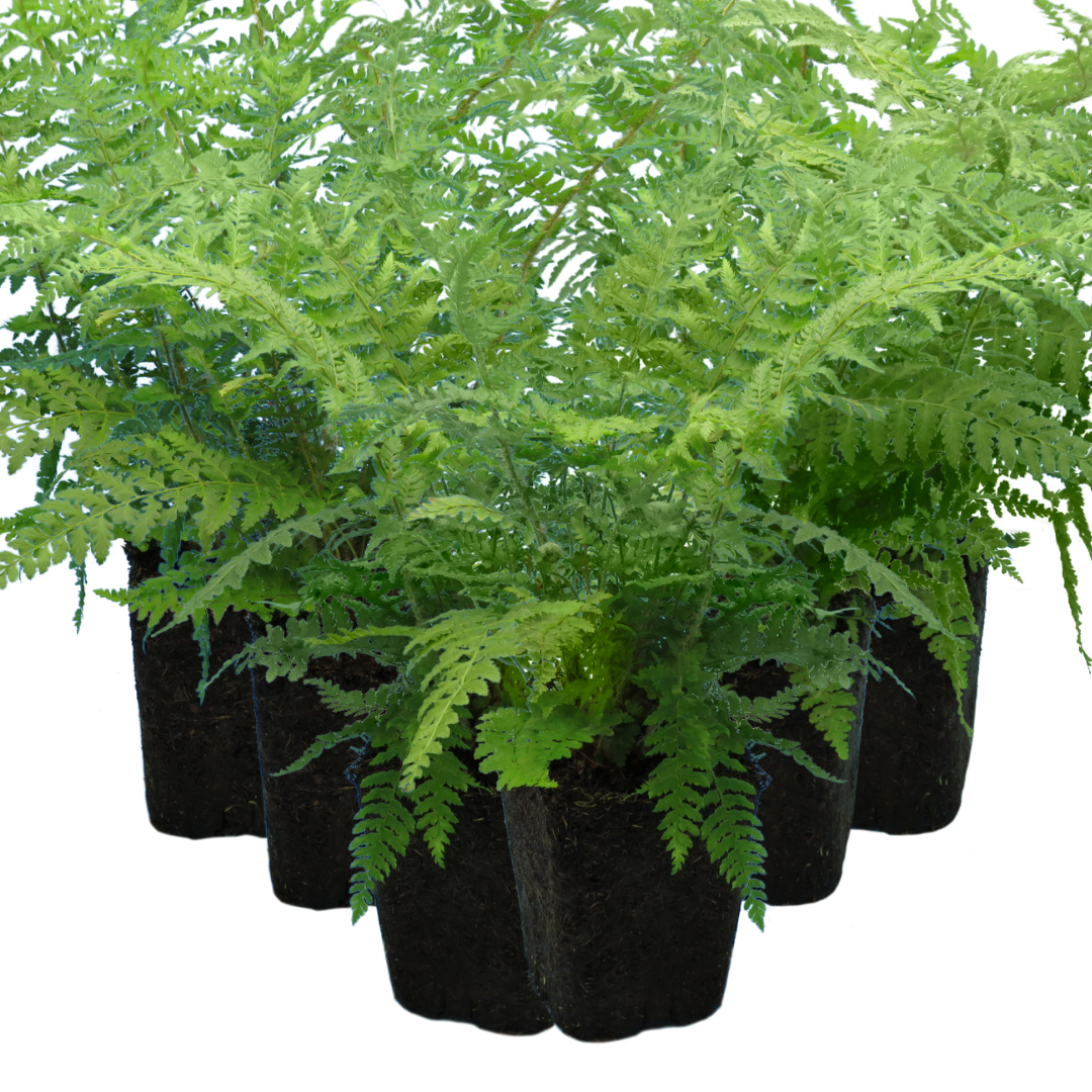 Dryopteris ‘Shield Fern’ — Hardy Deciduous Fern, 1L Pot (Set of 3 or 6)