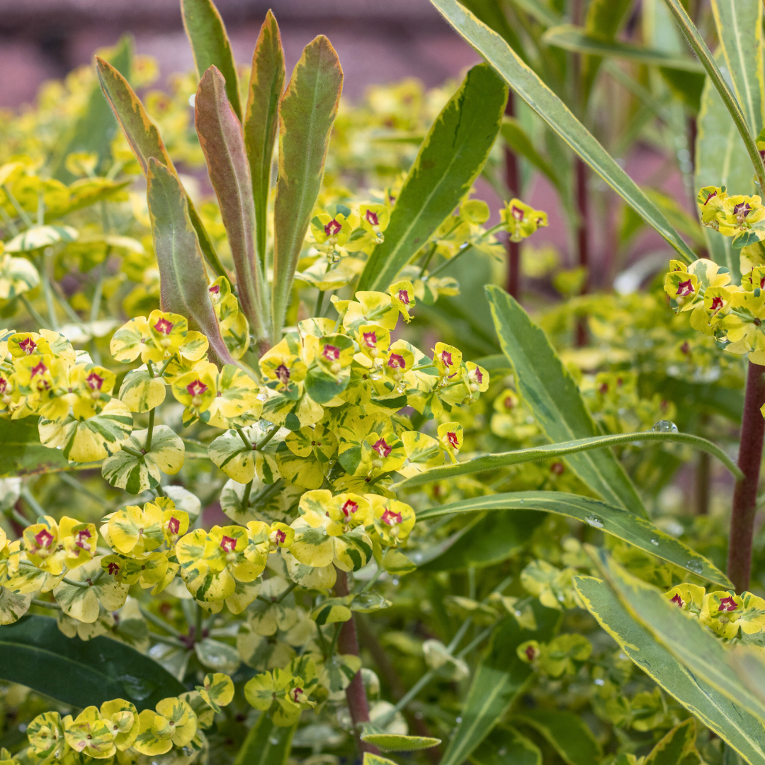 Euphorbia ‘Ascot Rainbow’ — Hardy Perennial, 2L Pot