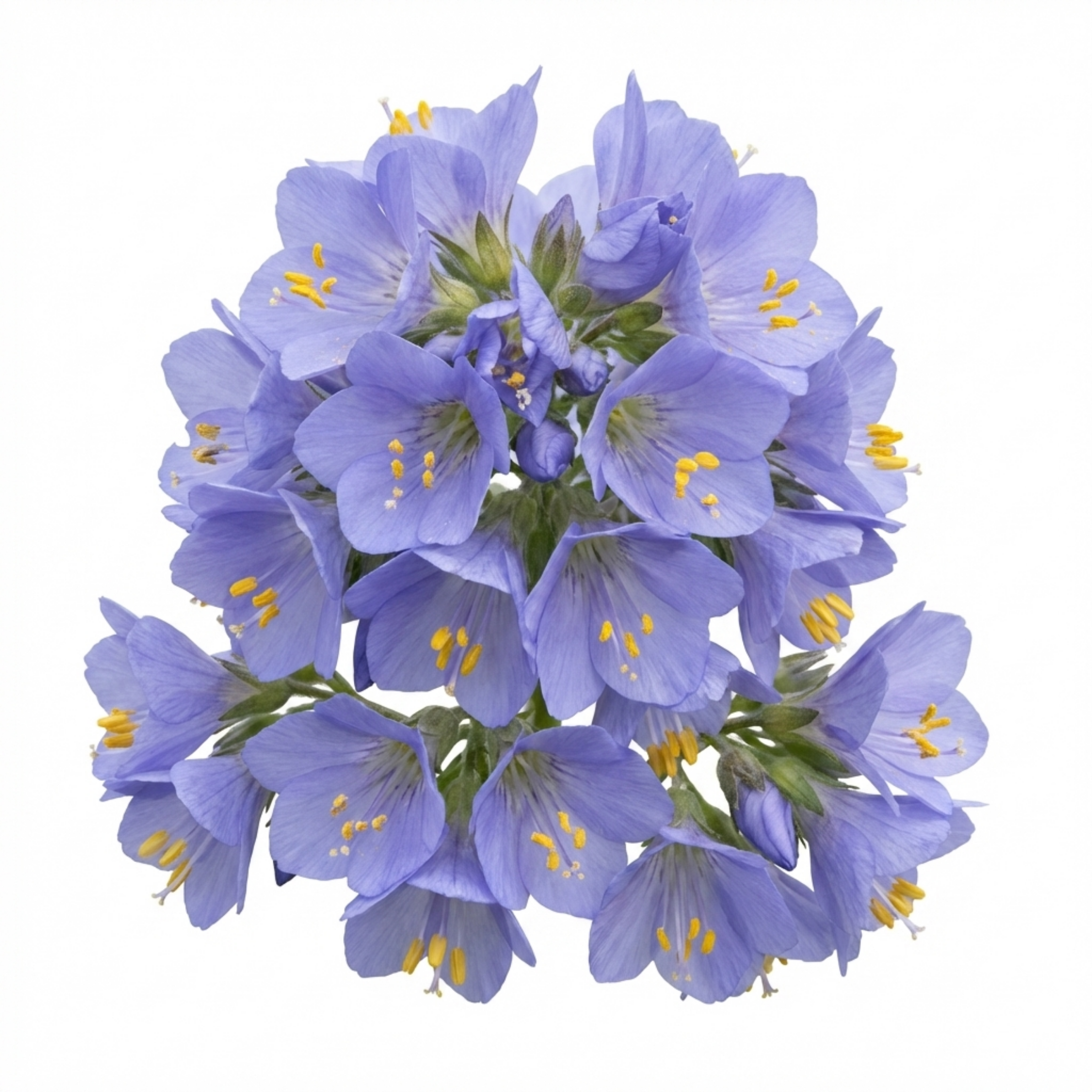 Polemonium ‘Heaven Scent’ — Hardy Herbaceous Perennial, Bee-Friendly, 3L Pot