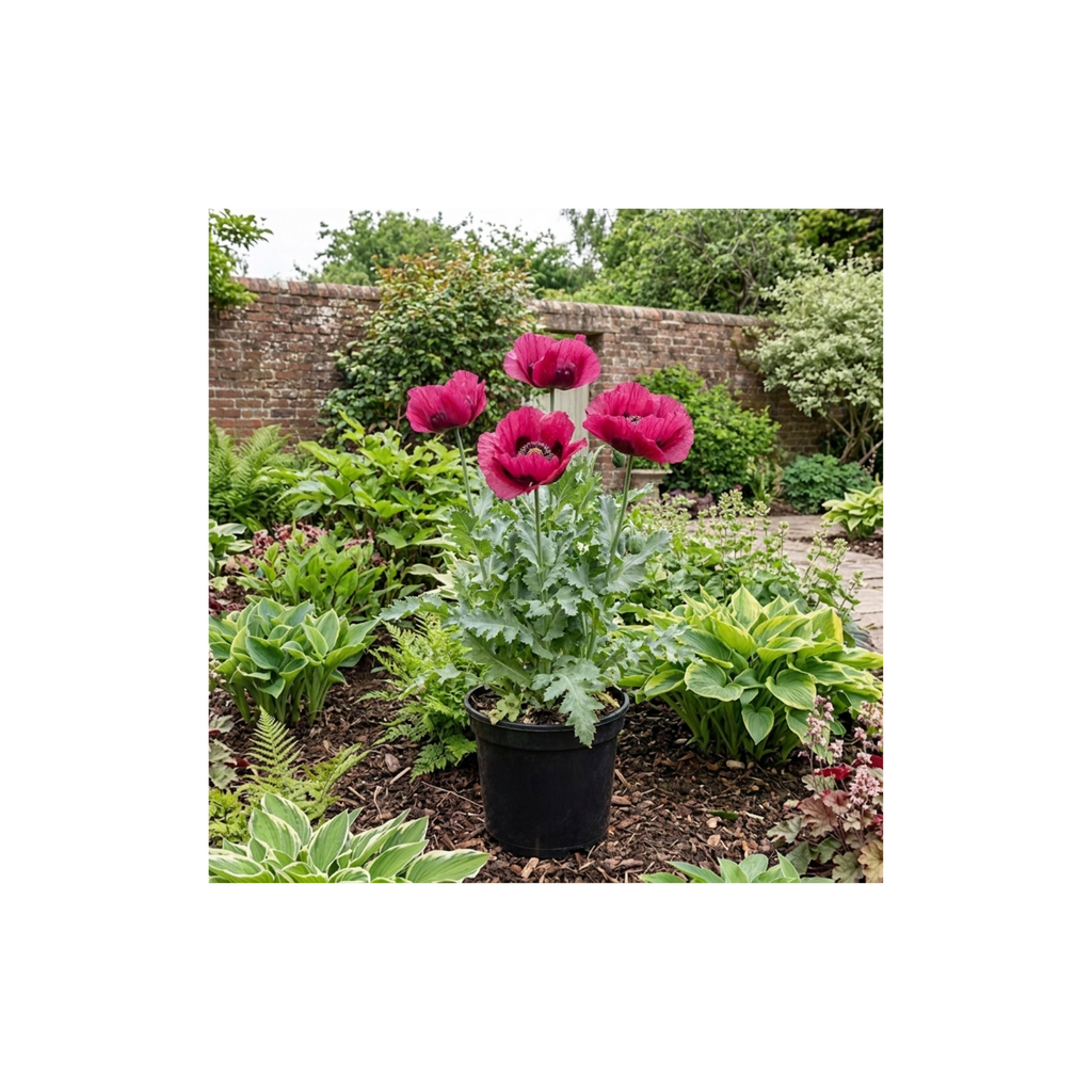 Papaver ‘Orientale Waltzing Mathilde’ — Hardy Perennial, Bee-Friendly, 3L Pot