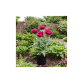 Papaver ‘Orientale Waltzing Mathilde’ — Hardy Perennial, Bee-Friendly, 3L Pot