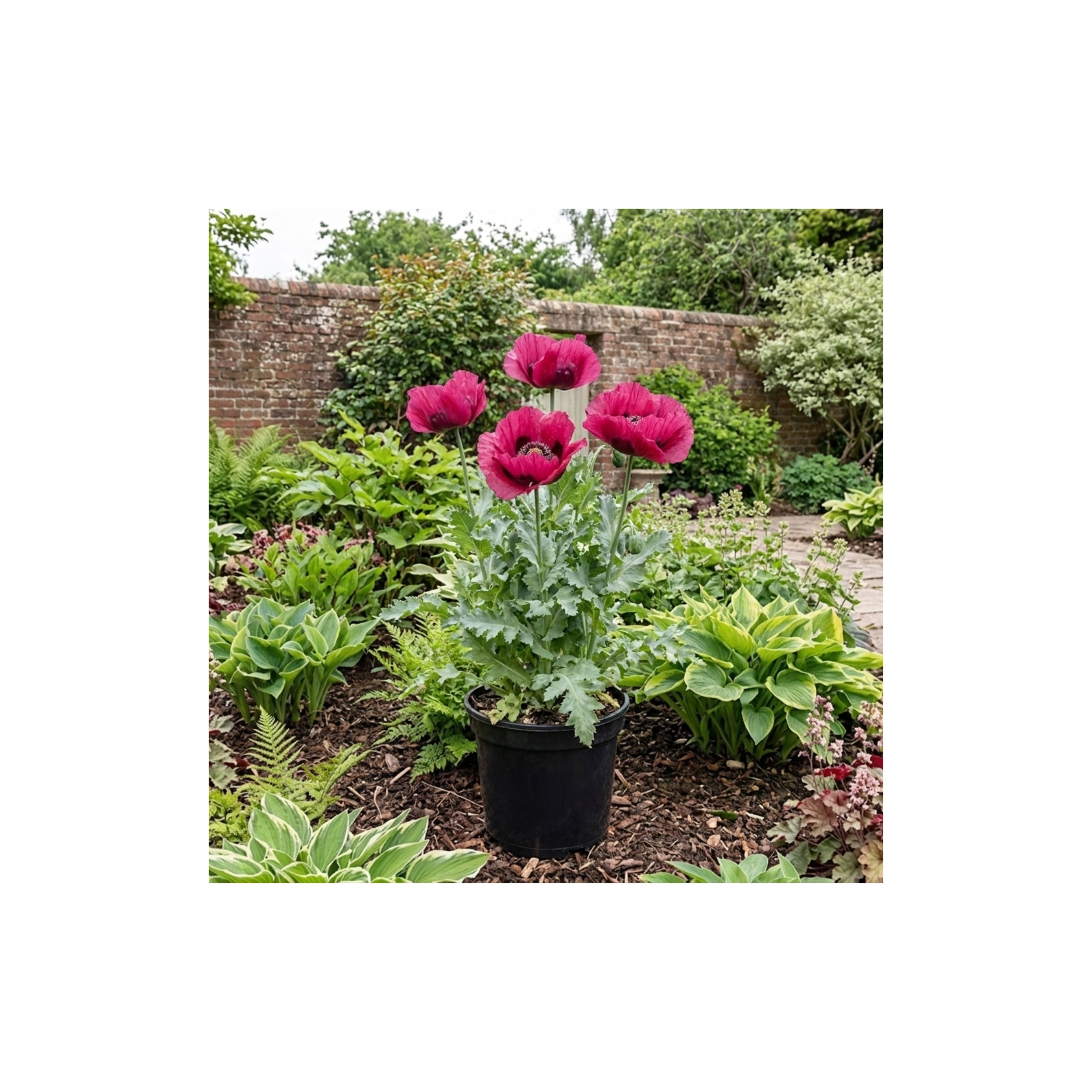 Papaver ‘Orientale Waltzing Mathilde’ — Hardy Perennial, Bee-Friendly, 3L Pot
