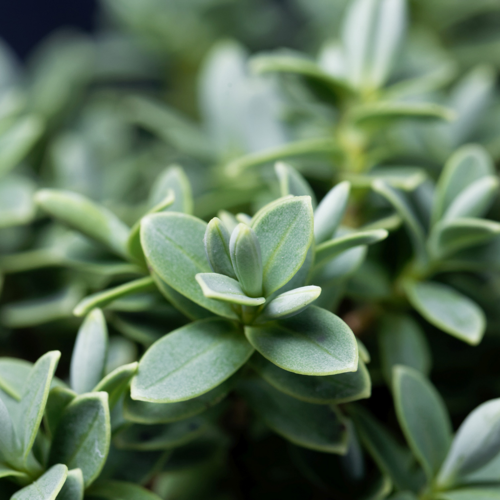 Hebe ‘Little Leaves Grey’ — Hardy Shrub, 2L Pot