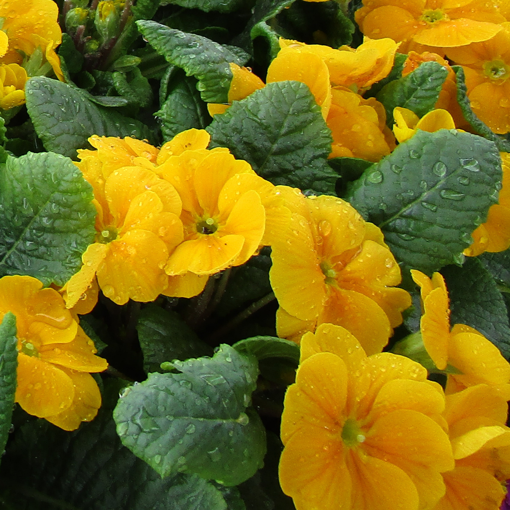 Primrose ‘Orange’ — Hardy Perennial, Bee-Friendly, 10.5cm Pot