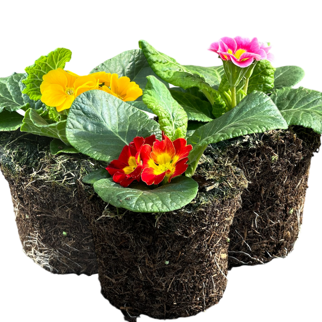 Primrose ‘Growers Selection’ — Hardy Perennial, Bee-Friendly, 10.5cm Pot