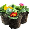Primrose ‘Growers Selection’ — Hardy Perennial, Bee-Friendly, 10.5cm Pot