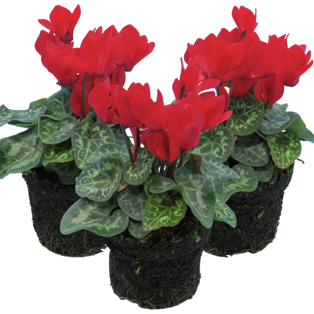 Cyclamen ‘Smartiz Rouge Vif’ — Tender Pot Plant (perennial in mild climates), 10.5cm Pot (Set of 3 or 6)