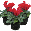 Cyclamen ‘Smartiz Rouge Vif’ — Tender Pot Plant (perennial in mild climates), 10.5cm Pot (Set of 3 or 6)