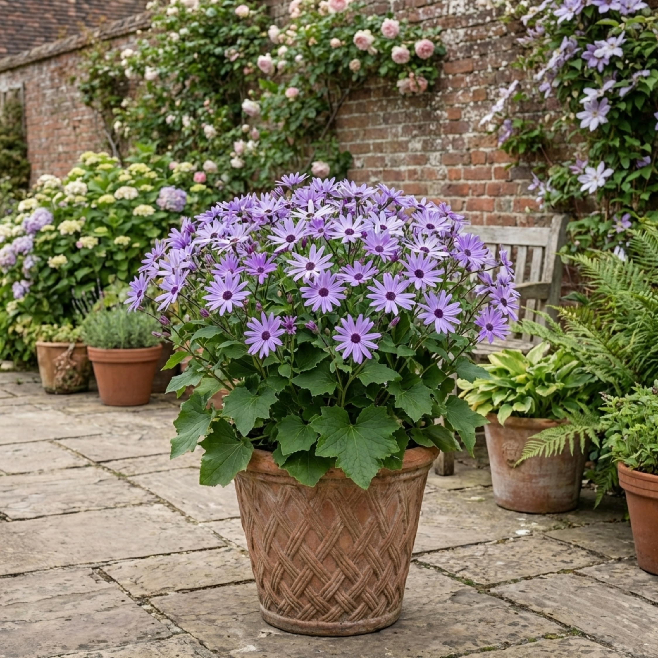 Senetti ‘Lavender Flowering’ — Bedding Plant, Bee-Friendly, 17cm Pot