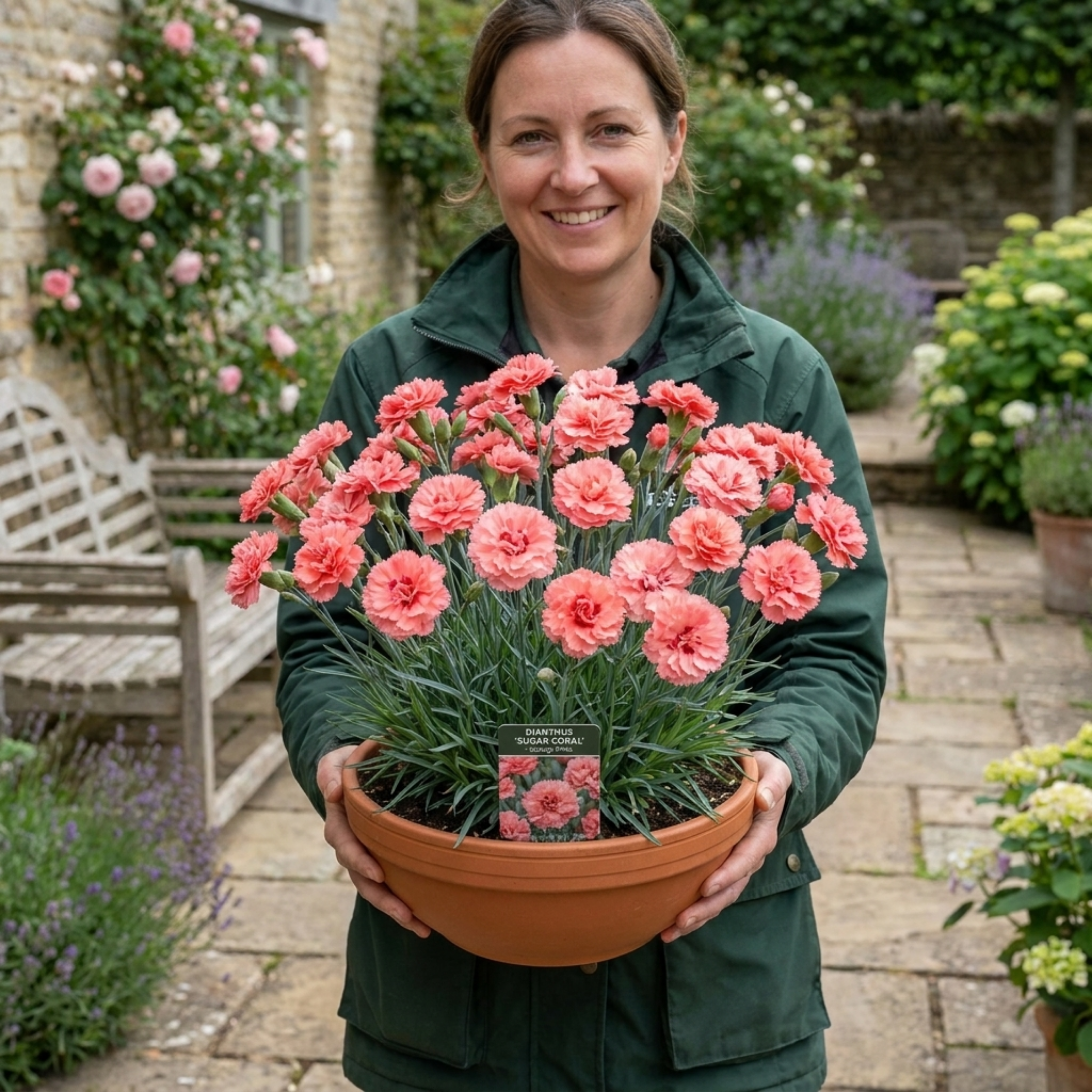Dianthus ‘Sugar Coral’ — Hardy Perennial, Bee-Friendly, 17cm Pot