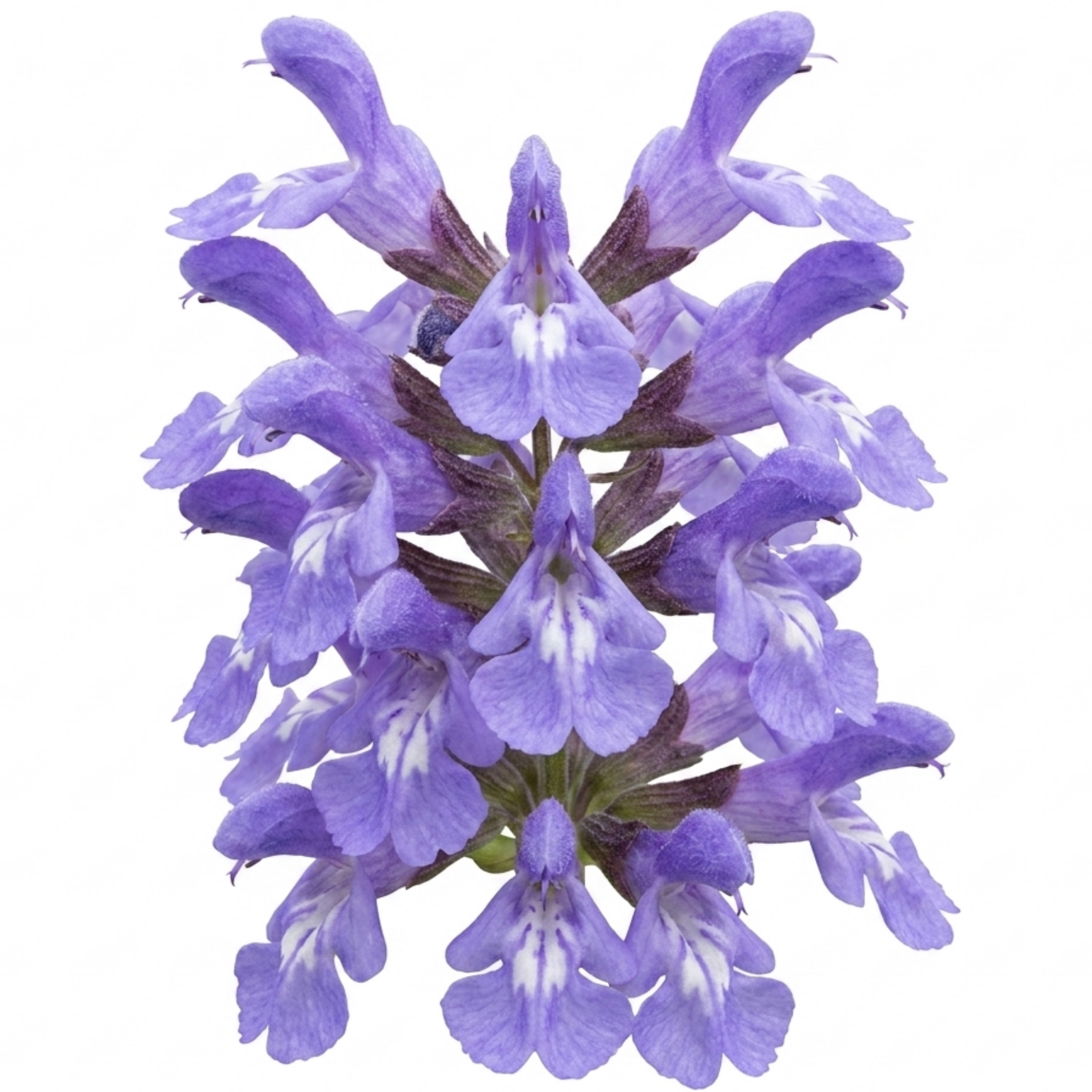 Salvia ‘Berggarten’ — Hardy Evergreen Perennial Subshrub, Bee-Friendly, 1L Pot (Set of 3 or 6)