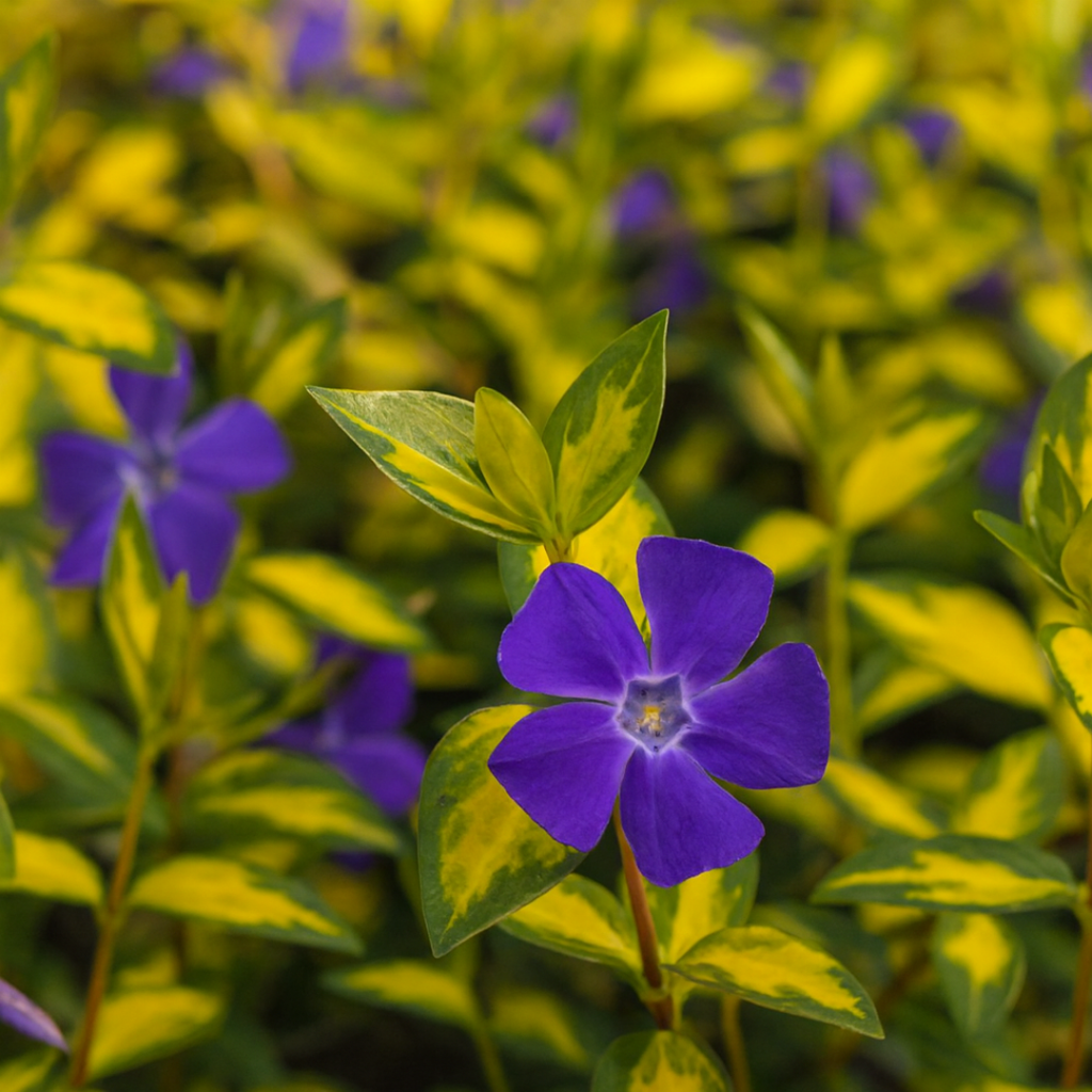 Vinca ‘Minor Illumination’ — Hardy Perennial, 2L Pot