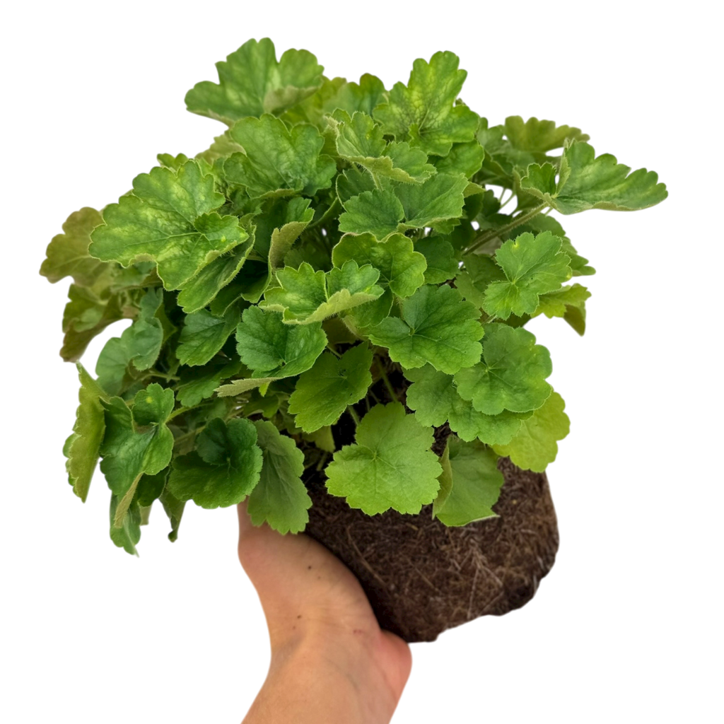 Heuchera ‘Coral Forest’ — Hardy Evergreen Perennial, Bee-Friendly, 2L Pot