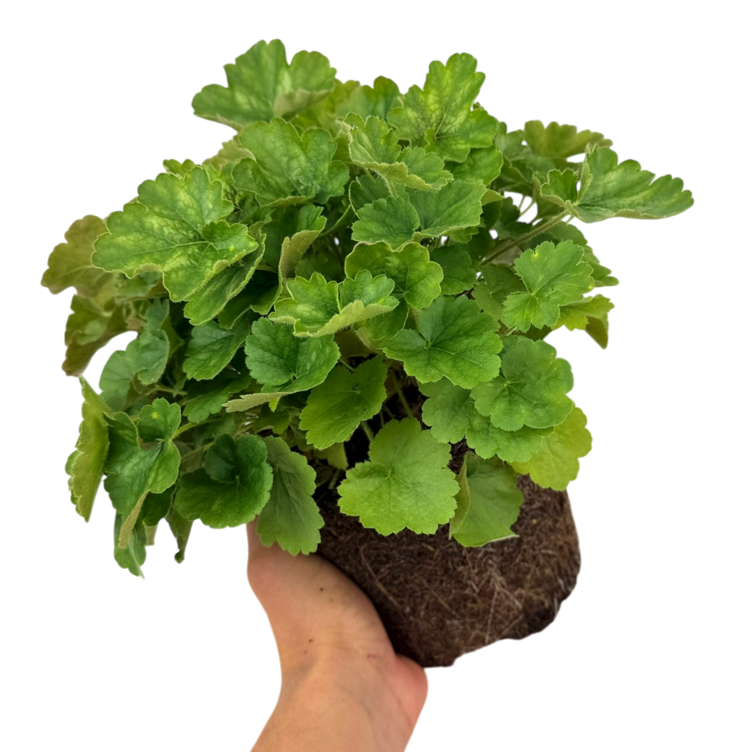 Heuchera ‘Coral Forest’ — Hardy Evergreen Perennial, Bee-Friendly, 2L Pot