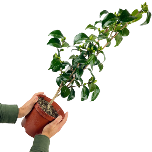 Camellia ‘White’ — Hardy Shrub, 3L Pot