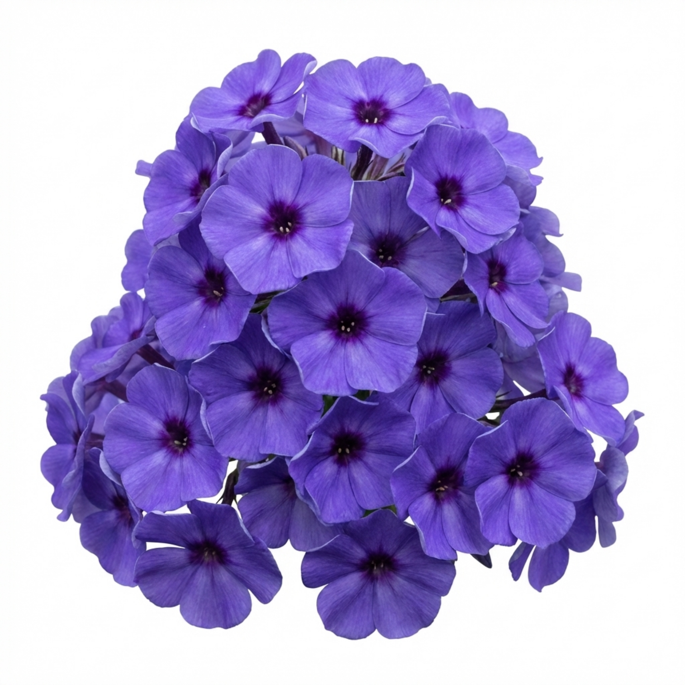 Phlox ‘Blue Dark Eye’ — Hardy Perennial, Bee-Friendly, 1L Pot (Set of 3 or 6)