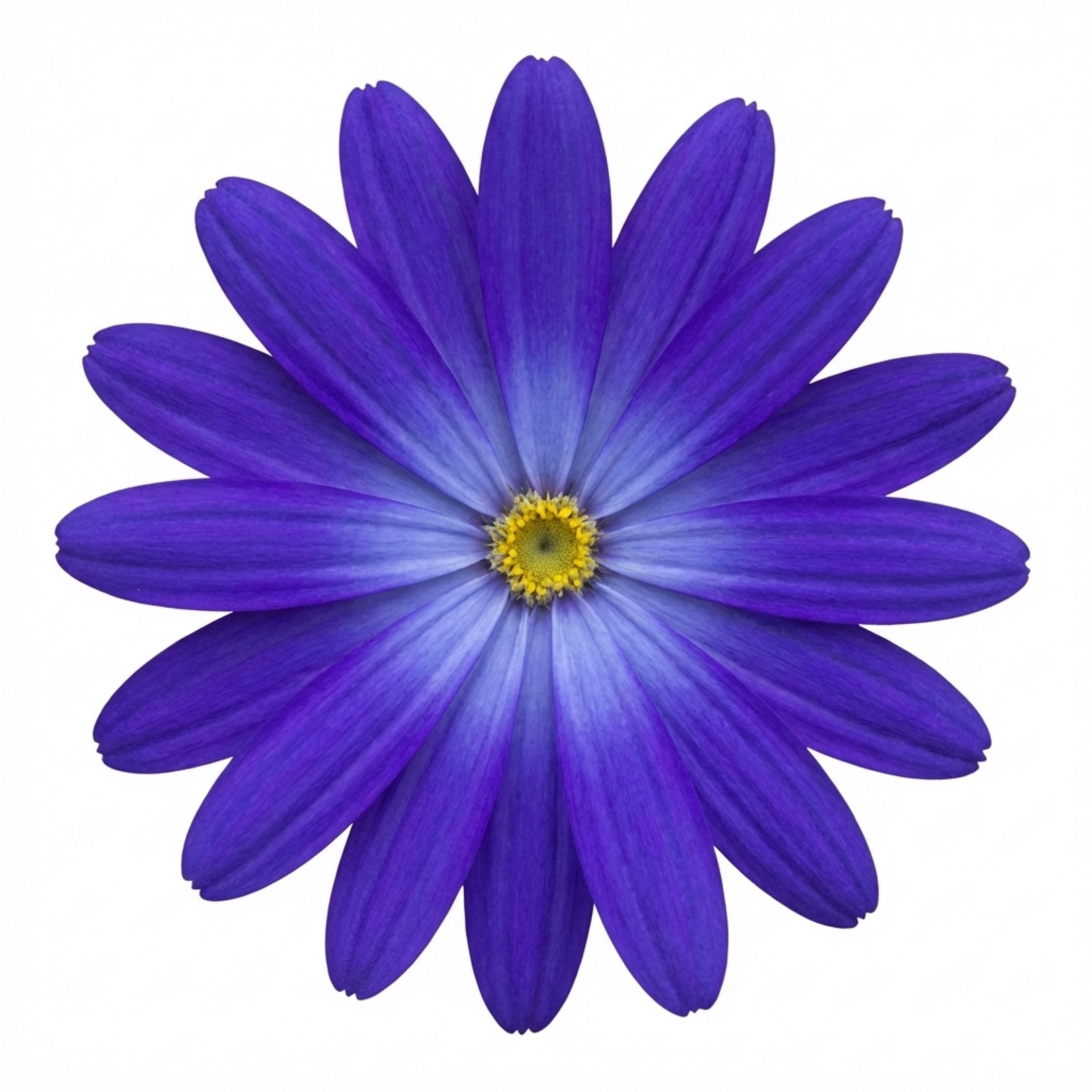 Senetti ‘Pericallis Pop Bang Blue’ — Bedding Plant, Bee-Friendly, 6.5L Pot
