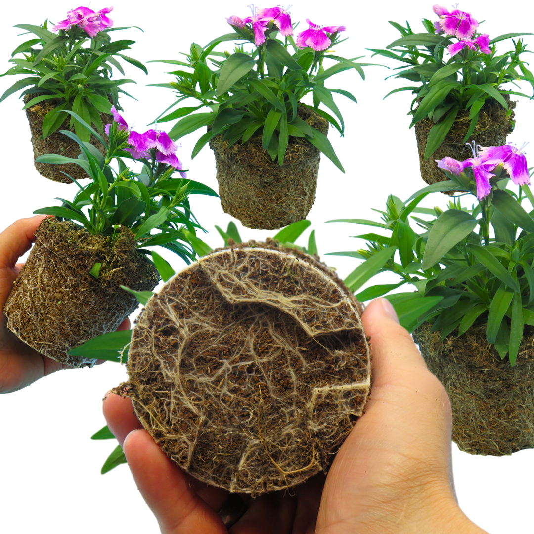 Dianthus ‘Festival Lilac’ — Hardy Short-Lived Perennial (often grown as biennial), Bee-Friendly, 10.5cm Pot (Set of 3 or 6)