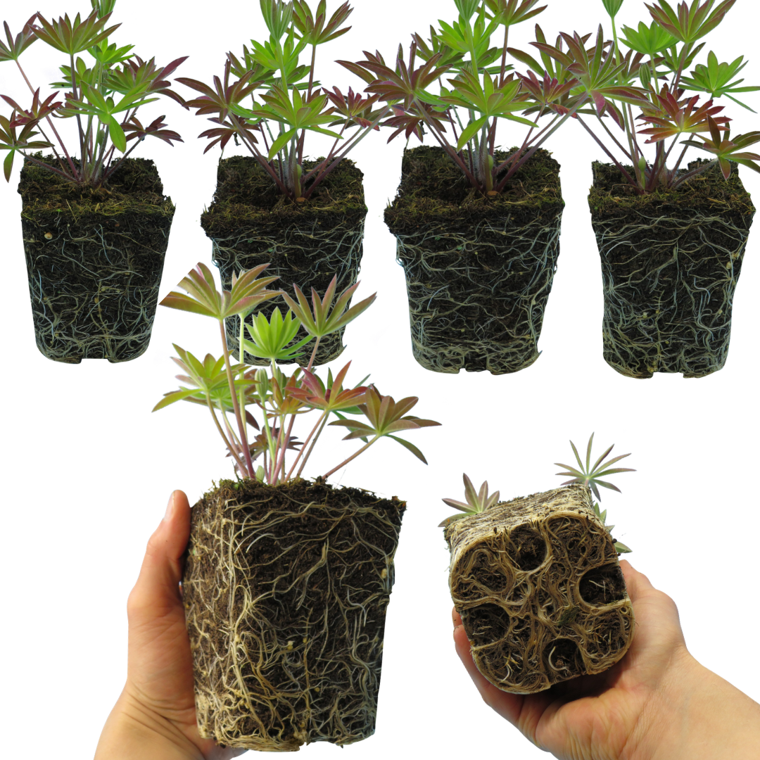 Lupin ‘Legendary Blue’ — Hardy Perennial, Bee-Friendly, 1L Pot (Set of 3 or 6)