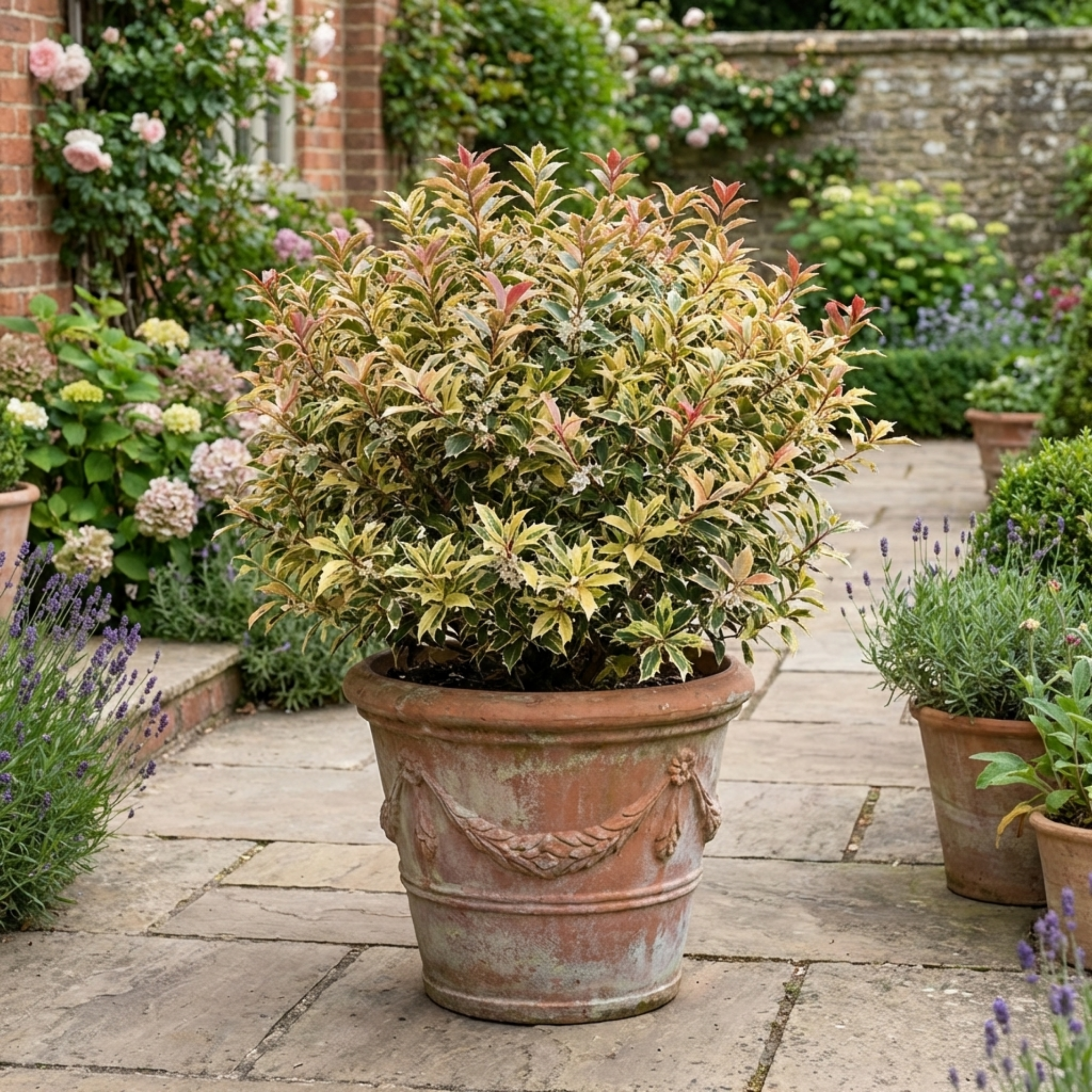 Osmanthus ‘Goshiki Variegated’ — Evergreen Shrub, Bee-Friendly, 19cm Pot