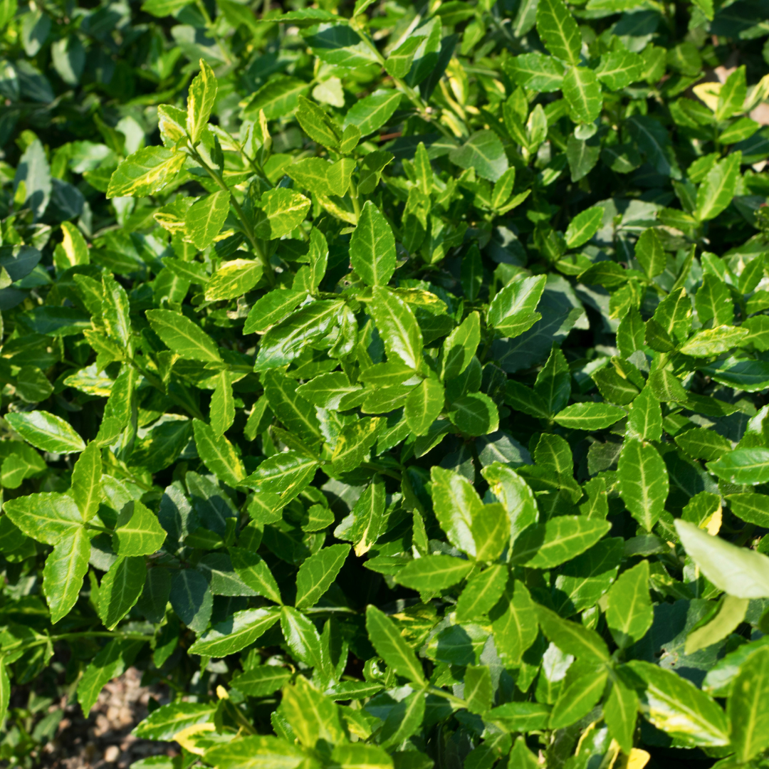 Euonymus ‘Green Spire’ — Hardy Shrub, 2L Pot