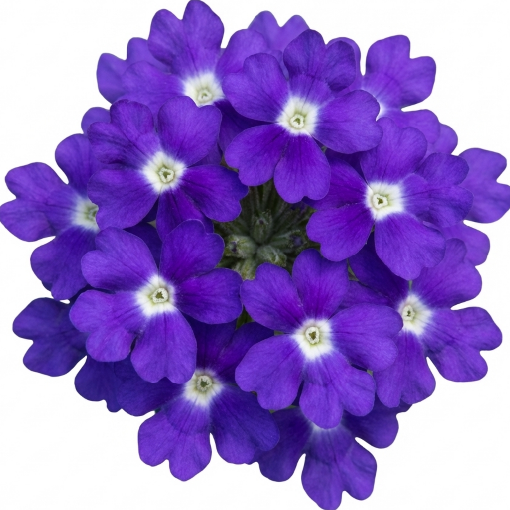 Verbena ‘Blue Eye’ — Half-Hardy Annual, Bee-Friendly, 10.5cm Pot (Set of 3 or 6)