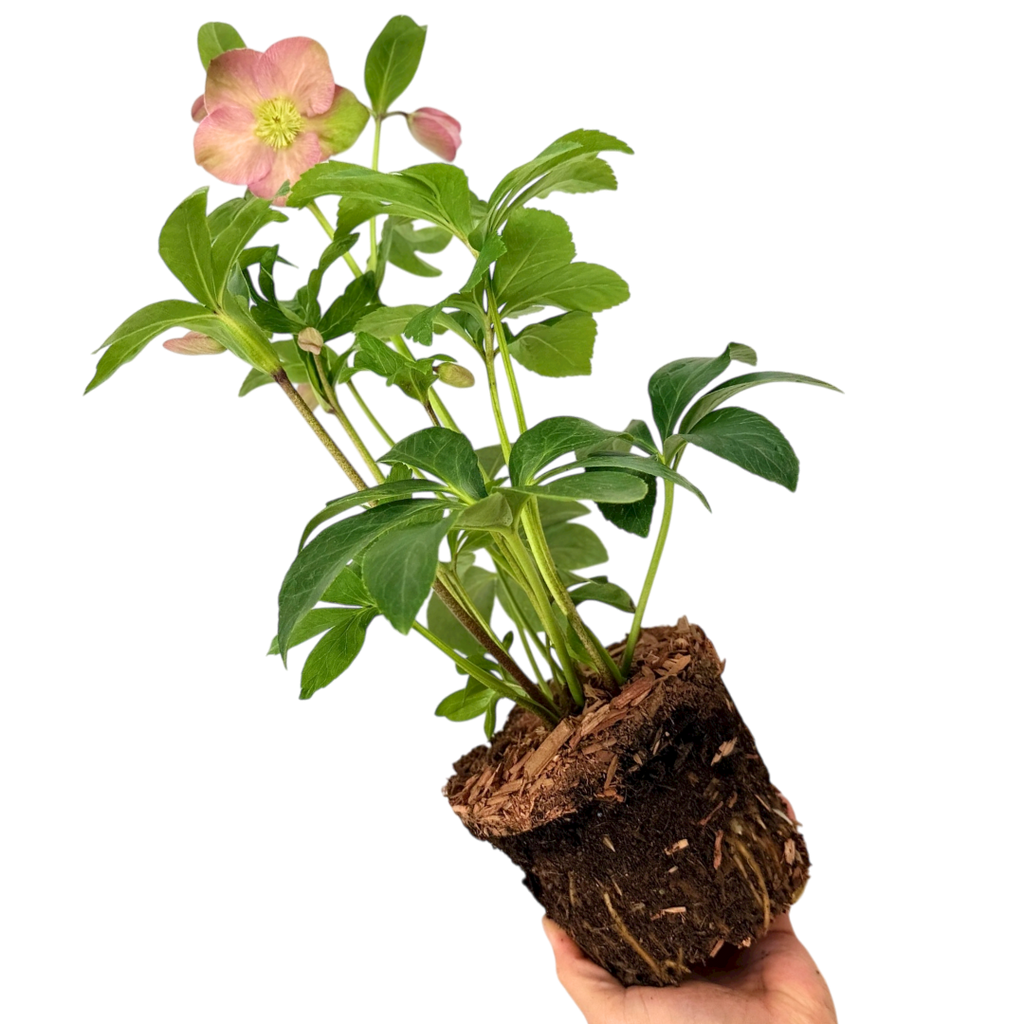 Hellebore ‘Rosemary’ — Edible Plant, Bee-Friendly, 2L Pot