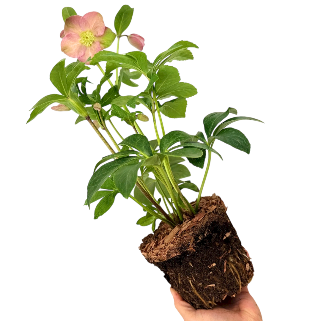 Hellebore ‘Rosemary’ — Edible Plant, Bee-Friendly, 2L Pot