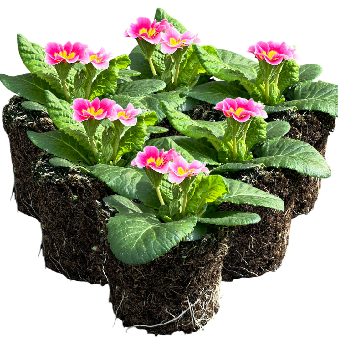 Primrose ‘Appleblossom’ — Hardy Perennial, Bee-Friendly, 10.5cm Pot