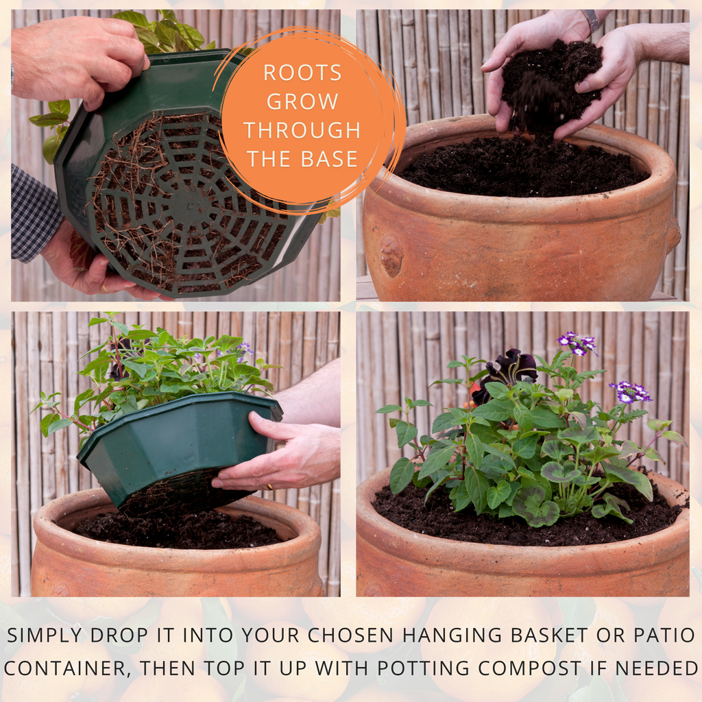 Tangerine Twist Speedplanter — Pre-Planted Mixed Annual Display, 7-Plant Set