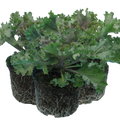 Ornamental ‘Cabbage Rose’ — Hardy Perennial, 1L Pot