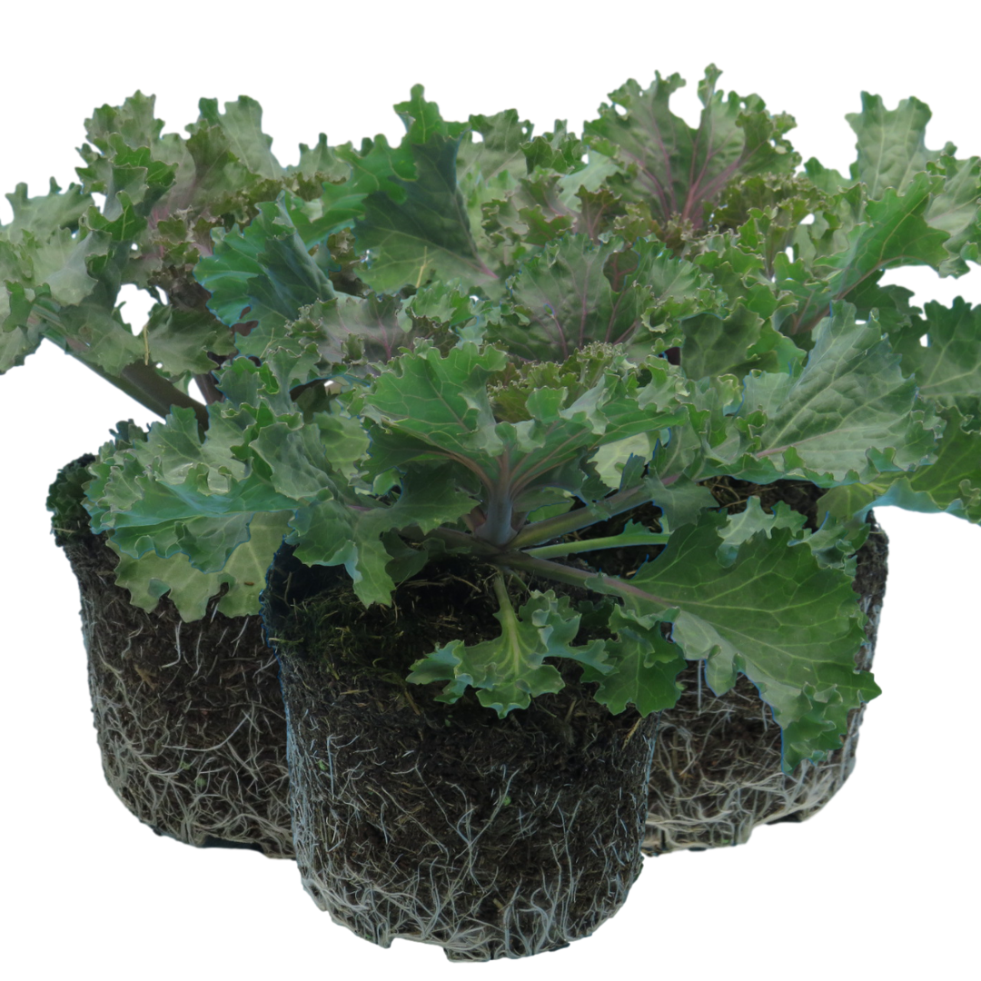 Ornamental ‘Cabbage Rose’ — Hardy Perennial, 1L Pot