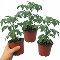 Solanum ‘Consuelo’ — Edible Fruit Plant (annual in UK), Bee-Friendly, 1L Pot (Set of 3 or 6)