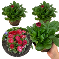 Bellis ‘Habanera Red’ — Hardy Perennial, 1L Pot