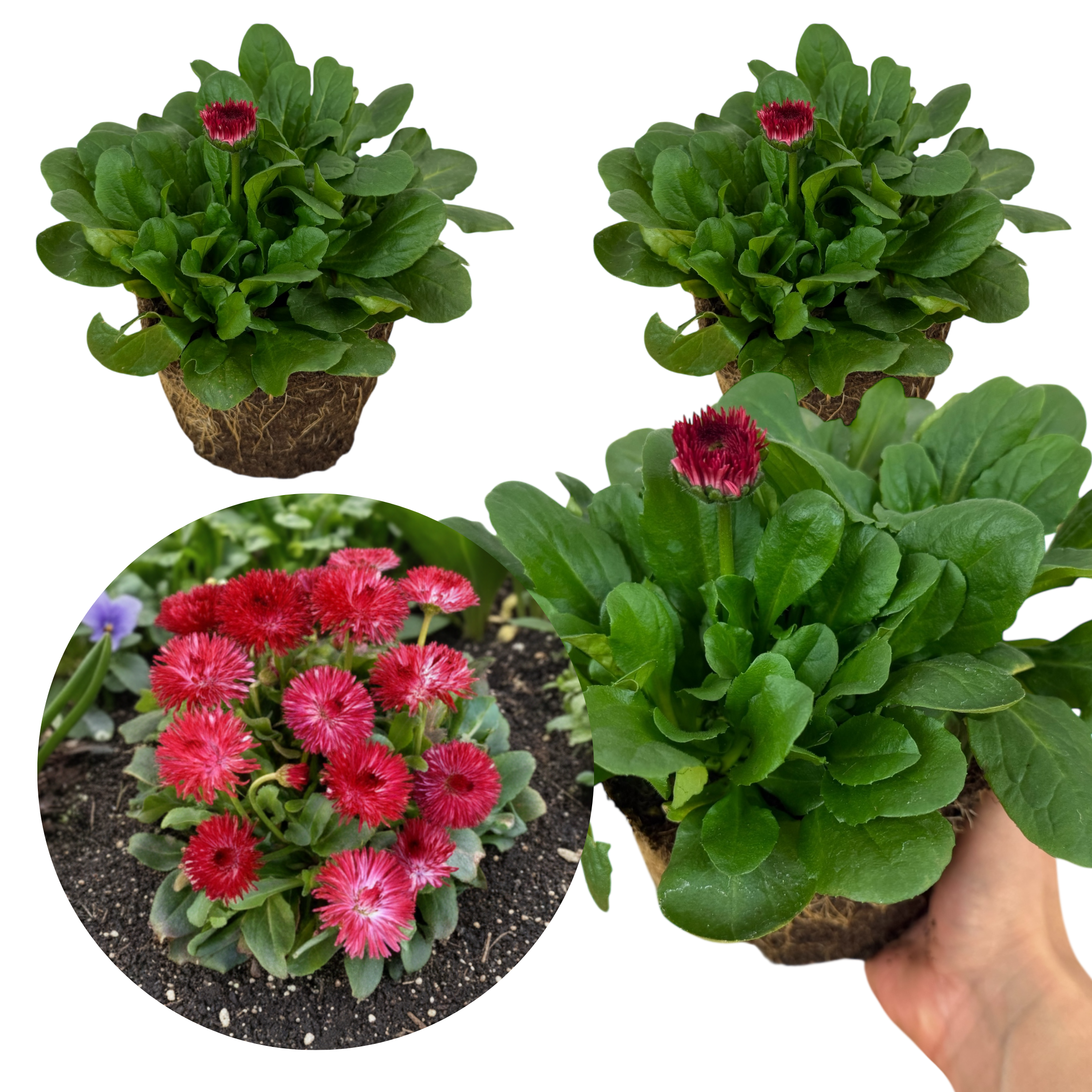 Bellis ‘Habanera Red’ — Hardy Perennial, 1L Pot
