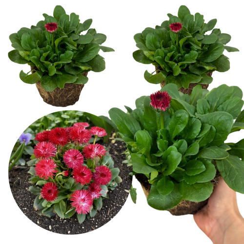 Bellis ‘Habanera Red’ — Hardy Perennial, 1L Pot