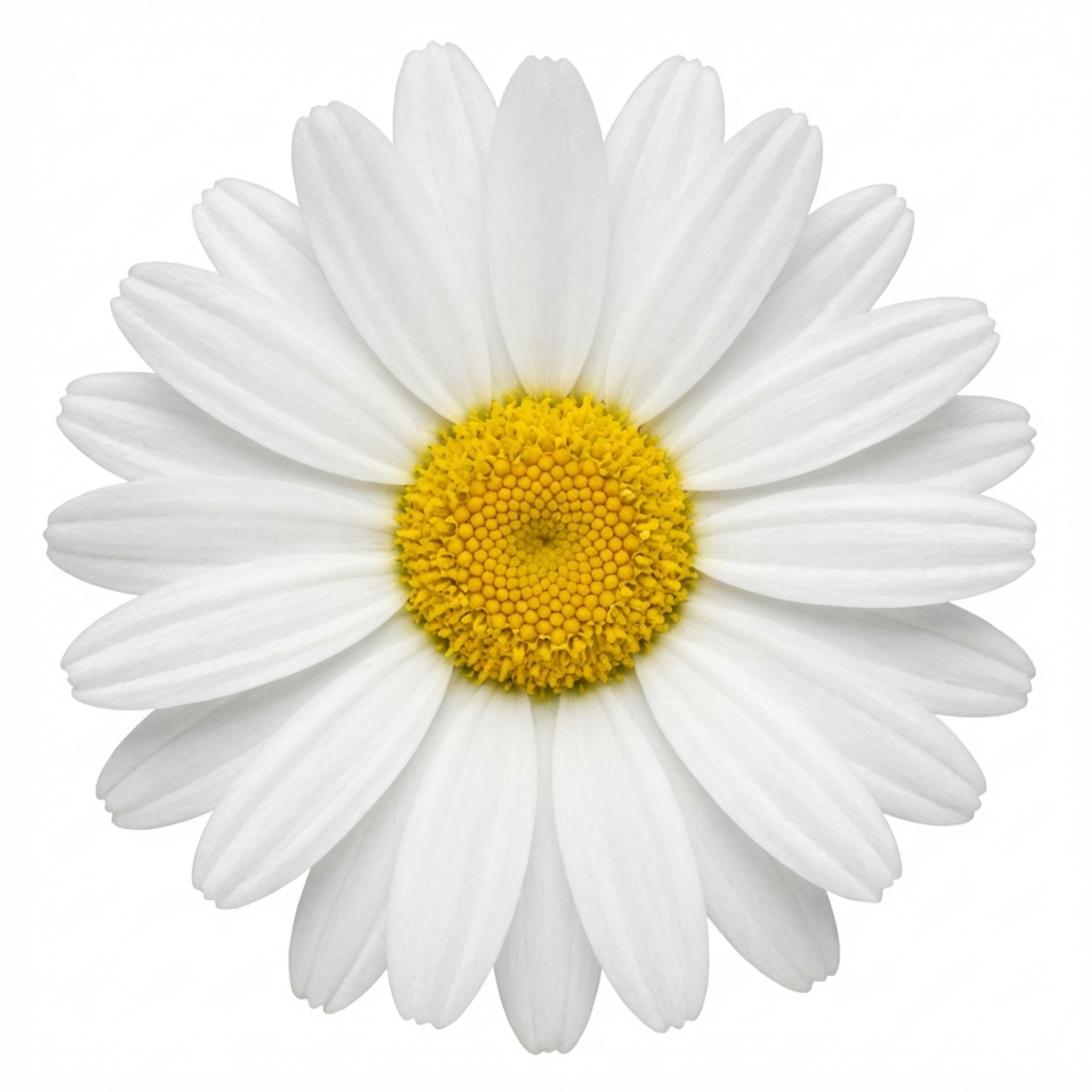 Rhodanthemum ‘Casablanca’ — Hardy Evergreen Perennial, Bee-Friendly, 1L Pot (Set of 3 or 6)