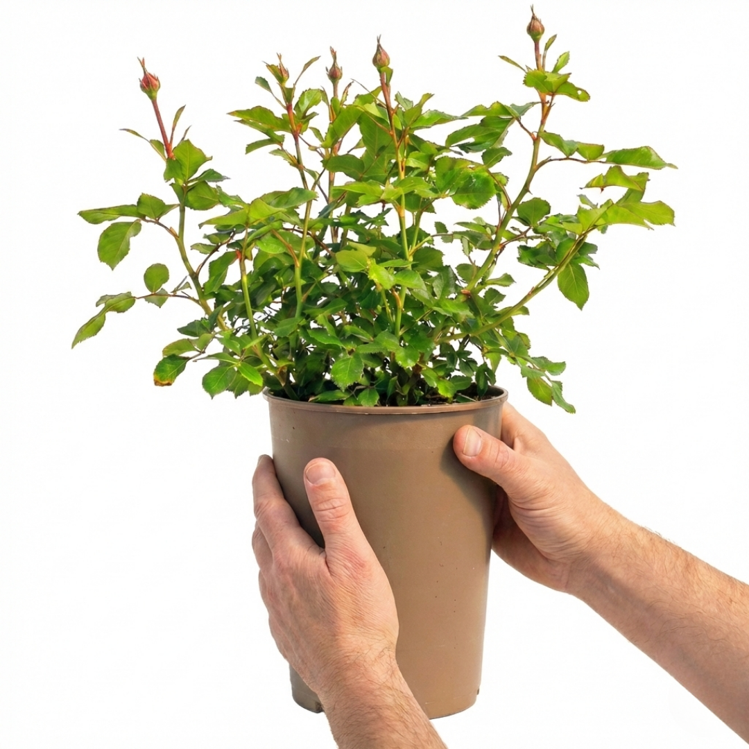 Rose 'Yellow Bush' — Deciduous Shrub, Bee-Friendly, 3L Pot
