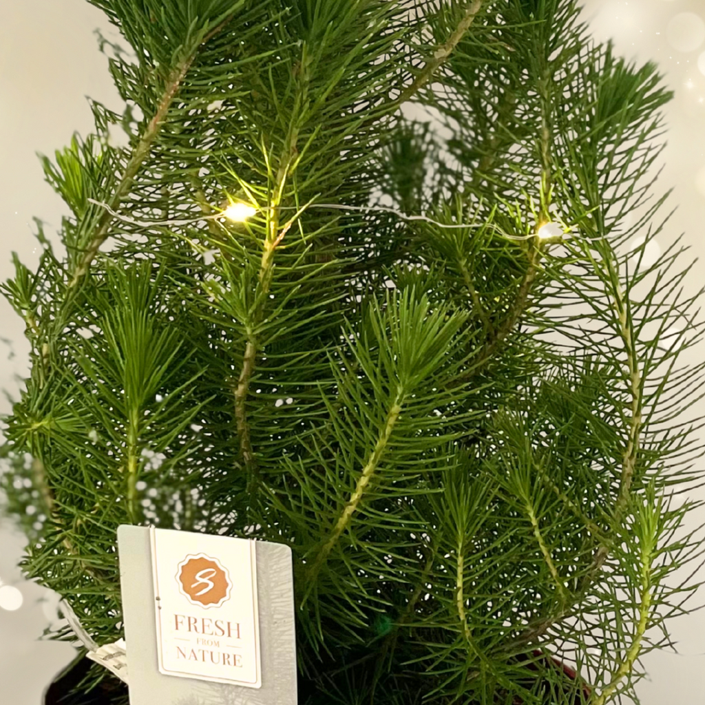 Mini Christmas Tree in Red Metal Planter with Lights — Festive Live Conifer, 2L Pot