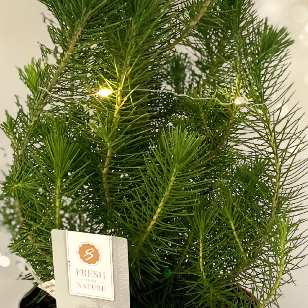 Mini Christmas Tree in Red Metal Planter with Lights — Festive Live Conifer, 2L Pot