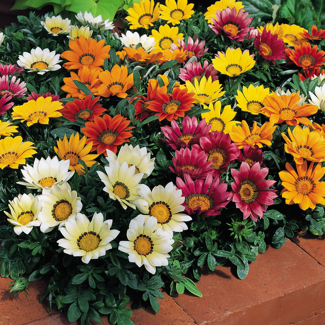 Gazania ‘Kiss Any Colour Mix’ — Hardy Perennial, 1L Pot (Set of 3 or 6)