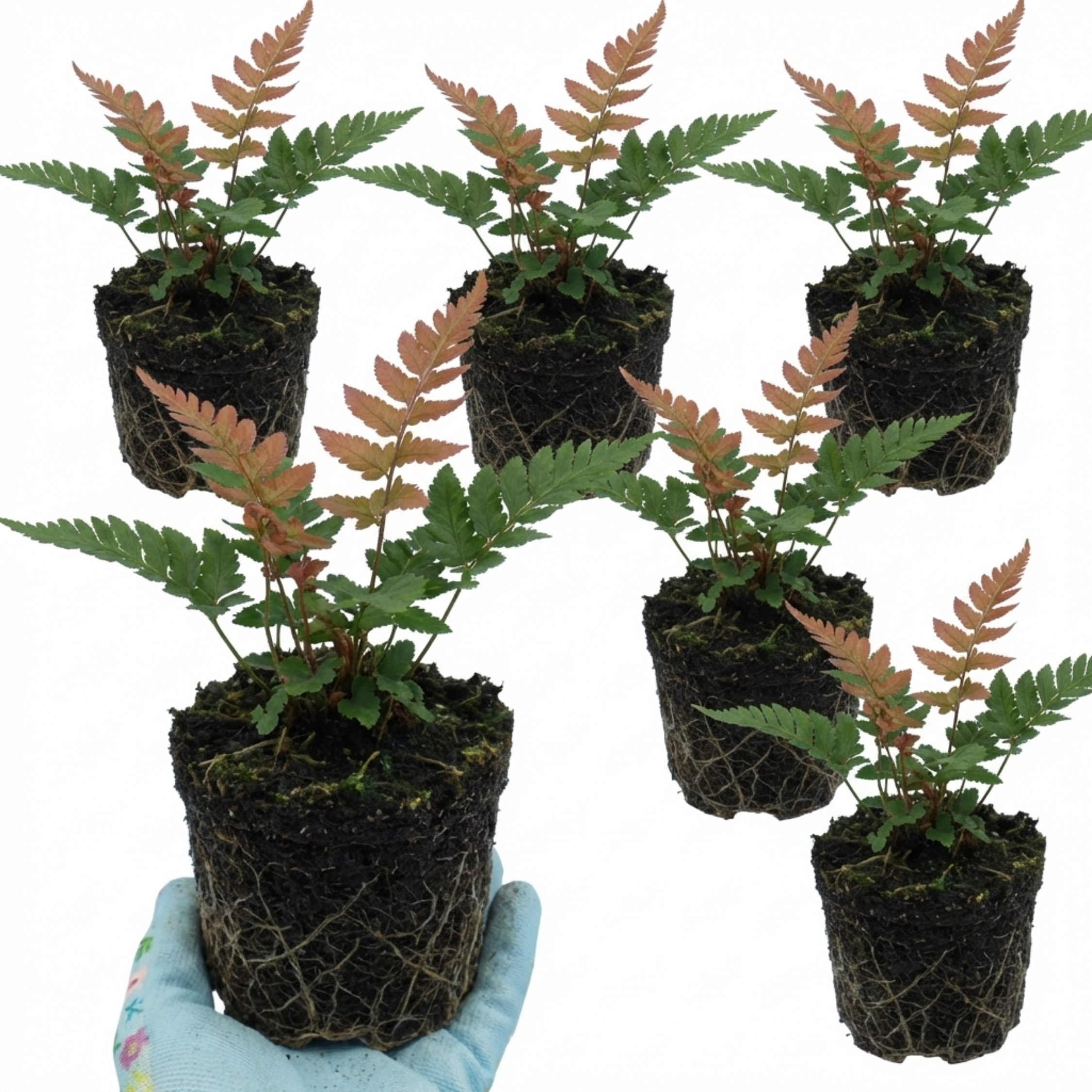 Japanese ‘Shield’ — Semi-evergreen Perennial Fern, 1L Pot (Set of 3 or 6)