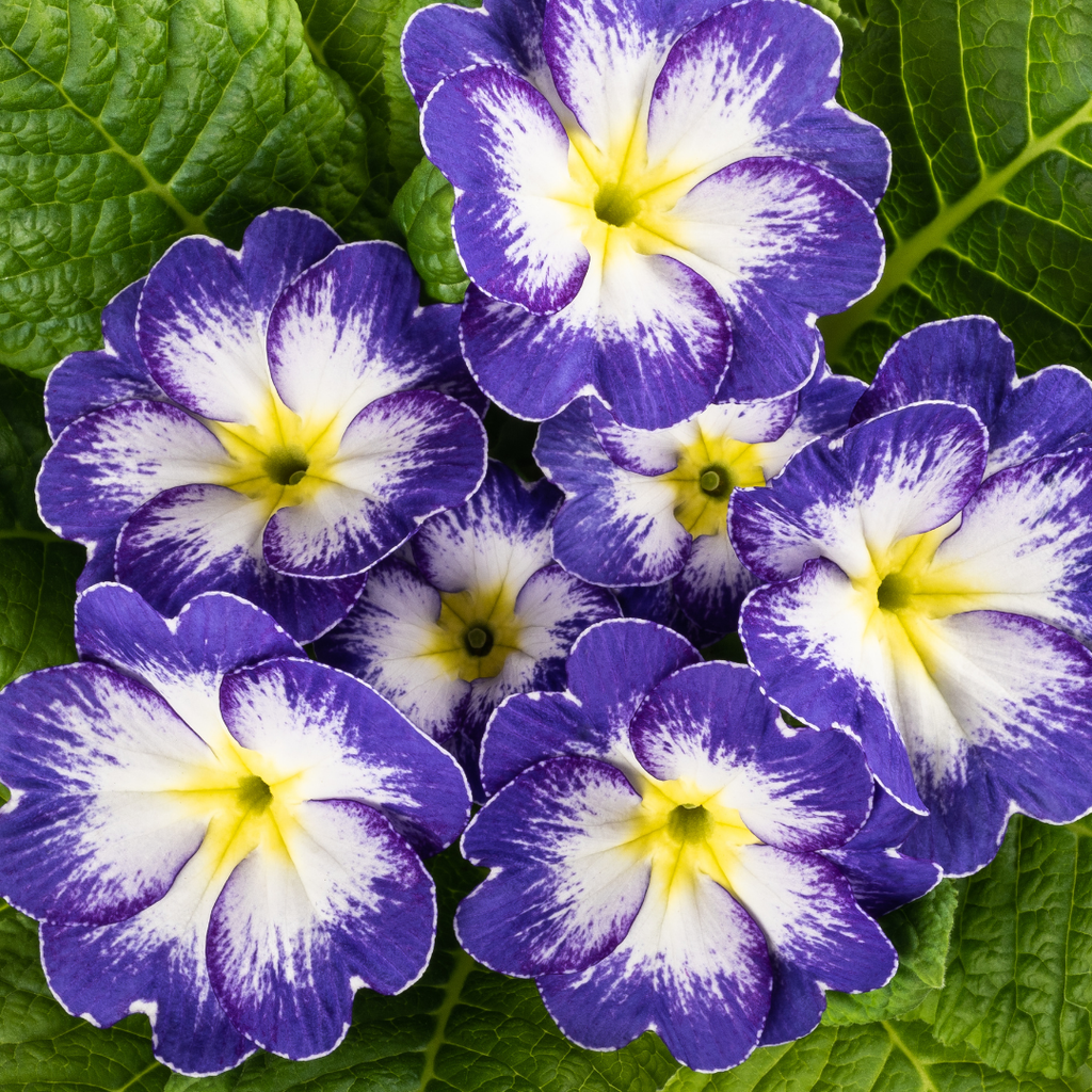 Primrose ‘Blue Bicolour’ — Hardy Perennial, Bee-Friendly, 10.5cm Pot