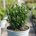 Euonymus ‘Microphyllus’ — Evergreen Shrub, 26cm Pot