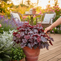 Heuchera ‘Obsidian’ — Hardy Perennial, 2L Pot